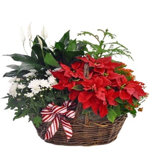 festive-plant-in-the-basket-830317_1024x1024.jpg
